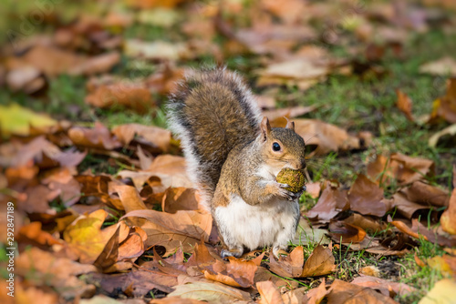 Squirrel searching food in autumn park. London  UK