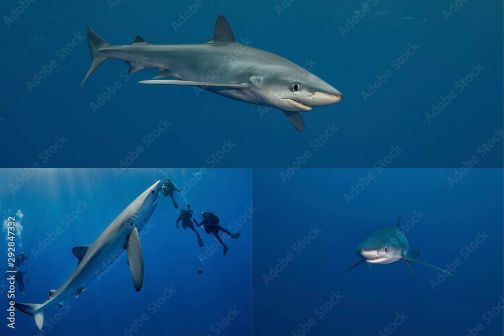 Blue shark-Requin bleu (prionace glauca)