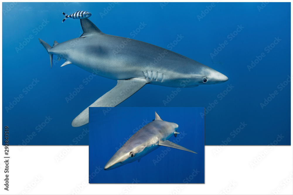 Fototapeta premium Blue shark-Requin bleu (prionace glauca)