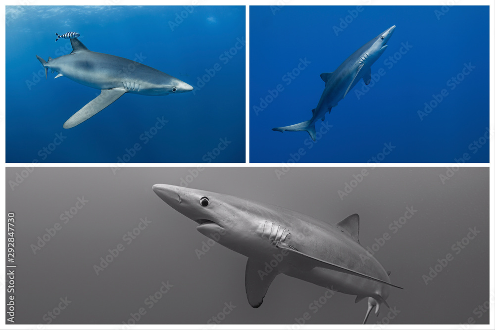 Fototapeta premium Blue shark-Requin bleu (prionace glauca)