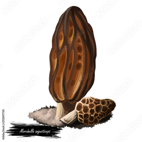 Morchella angusticeps mushroom digital art illustration, watercolor print of fungus in natural environment. Black morels realistic drawing with inscription, vegetable plant ripe Pezizales fungi photo