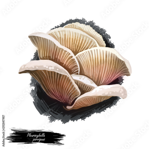 Pleurocybella porrigens mushroom digital art illustration. Angel wing watercolor print, Pleurotus Basidiomycota natural fungus design. Fungi realistic drawing, isolated plant edible meal food photo