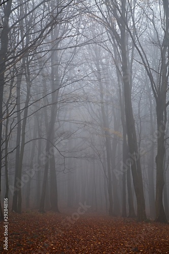 Foggy forest in late autumn