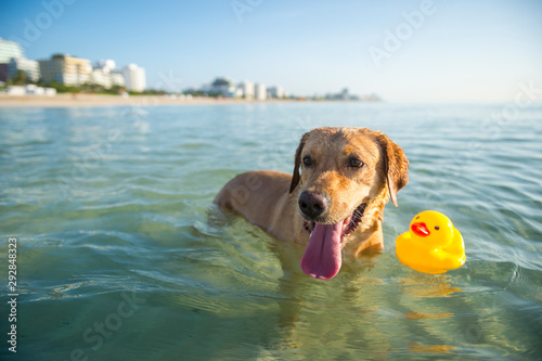 Fototapeta Naklejka Na Ścianę i Meble -  Happy yellow Labrador dog wading with a rubber ducky in calm shallow waters at the beach