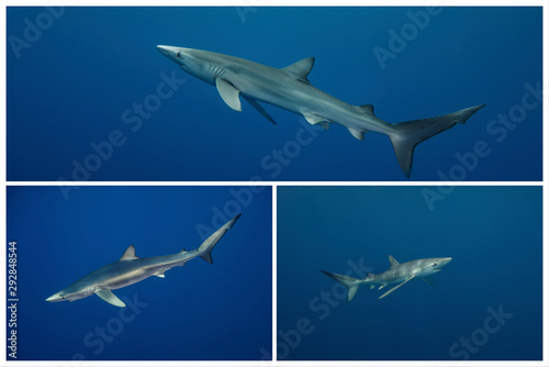 Blue shark-Requin bleu  prionace glauca 