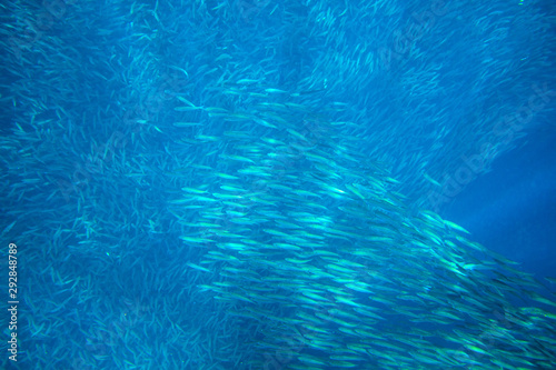 Sardines colony in blue sea. Open ocean fish closeup underwater photo. Undersea landscape. Sardine fish shoal in natural environment