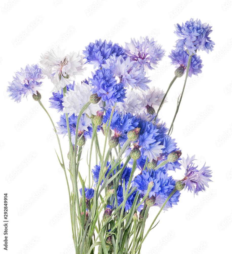 Fototapeta premium bunch of blue cornflowers isolated on white