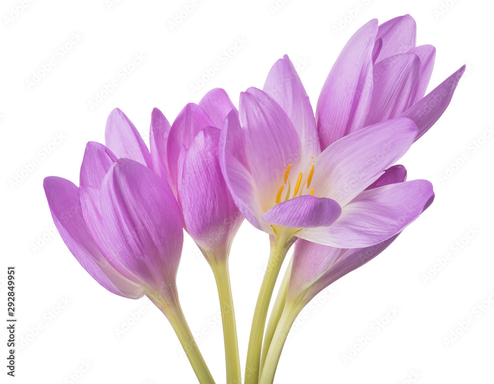 Fototapeta premium light lilac crocus five flowers bunch on white