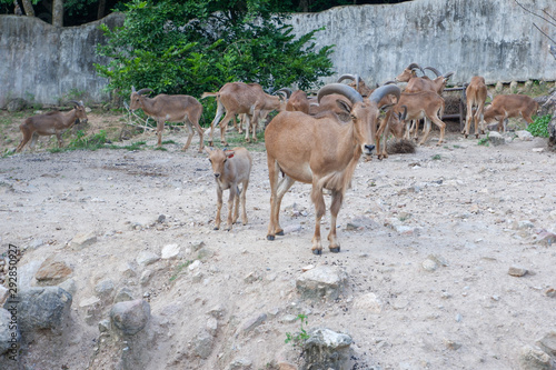 Many deer in the zoo of Thailand