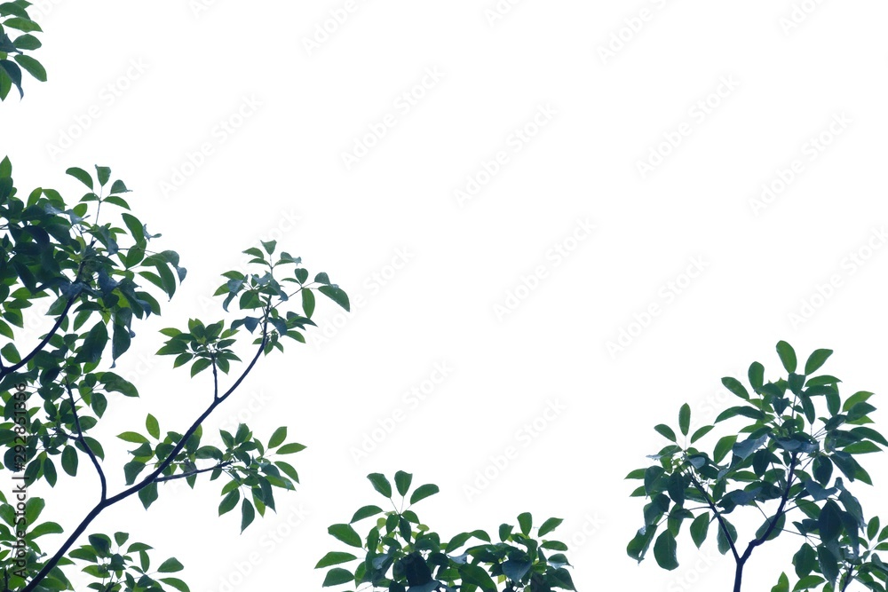 Tropical tree leaves on white isolated background for green foliage backdrop Tropical tree leaves on white isolated background for green foliage backdrop
