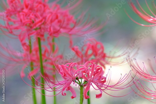 Fototapeta Naklejka Na Ścianę i Meble -  red spider lily