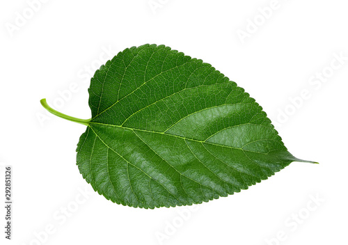 Mulberry leaf on white background.