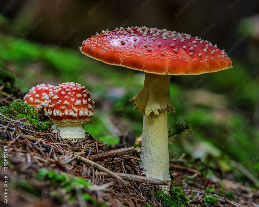 Fliegenpilz Fliegenpilz
