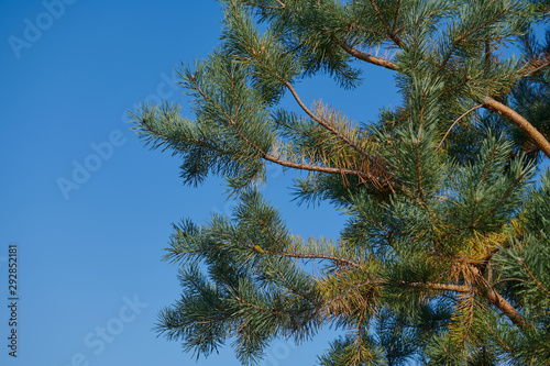 Multicolored pine tree against blue sky. Branches of a tree from below. A lot of pine needles. Nature background.