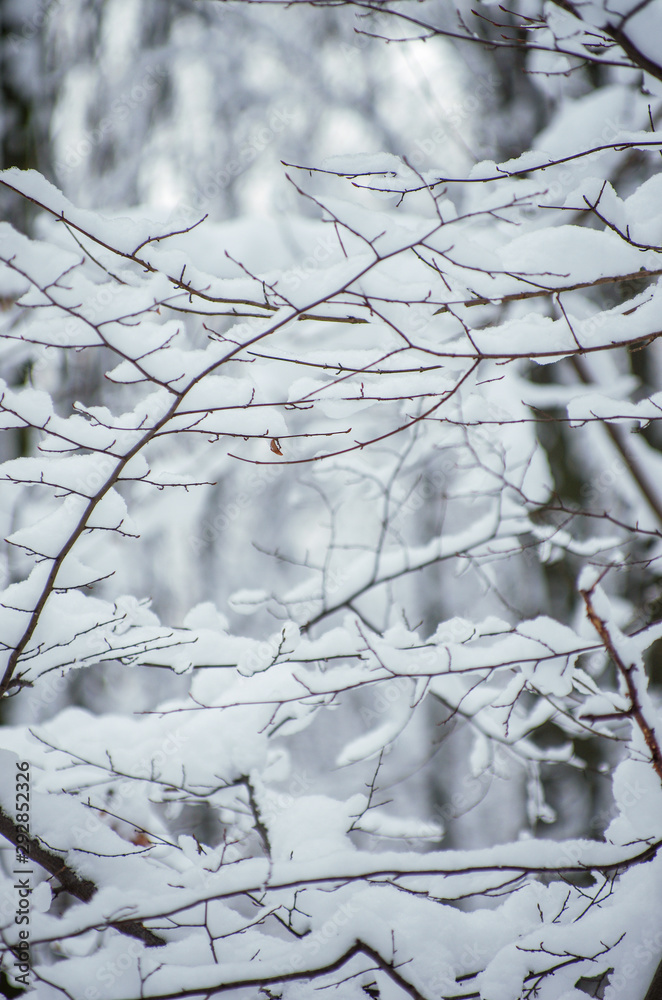 Background of snow on the branches of trees Background of snow on the branches of trees