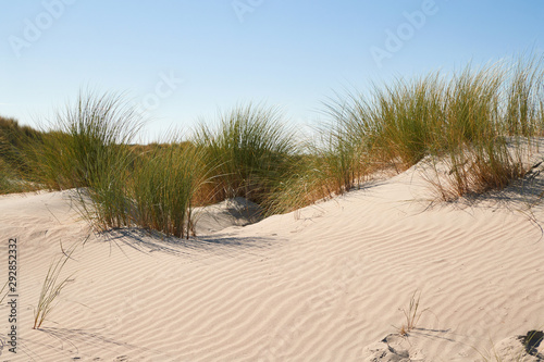 Coastal sand dunes in the Netherlands