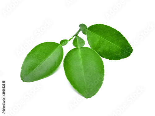 Leaf of bergamot (kaffir lime) isolated on white background.