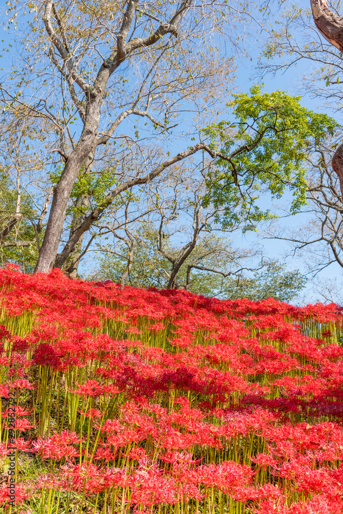 羽黒山公園彼岸花 Stock Photo Adobe Stock