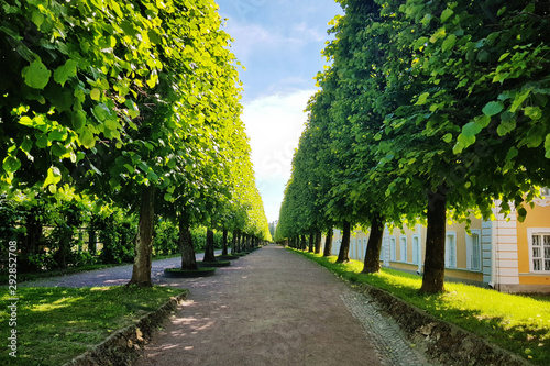 Long Alley and Lot of trees. Saint Petersburg. Spb. Petrodvorets