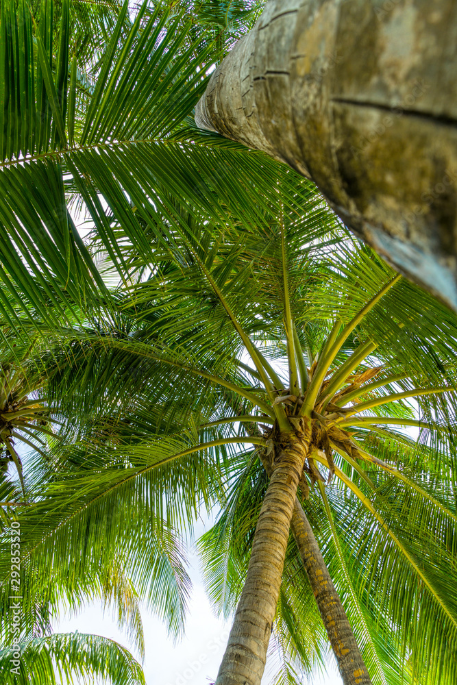 Beach summer vacation holidays background with coconut palm tree Beach summer vacation holidays background with coconut palm tree