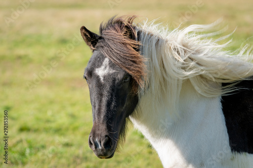 Beautiful black and white Icelandic horse in sunlight