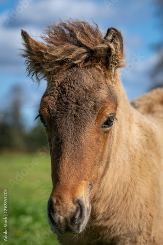 Close up portrait of a cute brown Icelandic horse foal