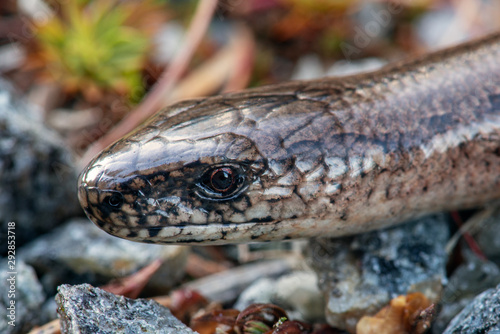 Extreme close up of a slow worm or lizard