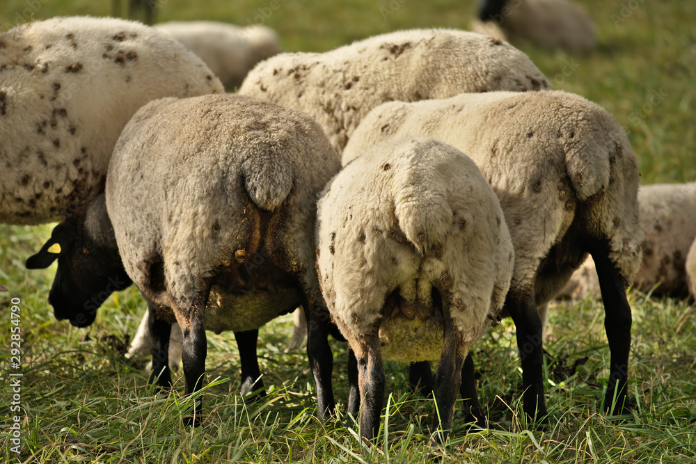 Obraz premium sheep in a field