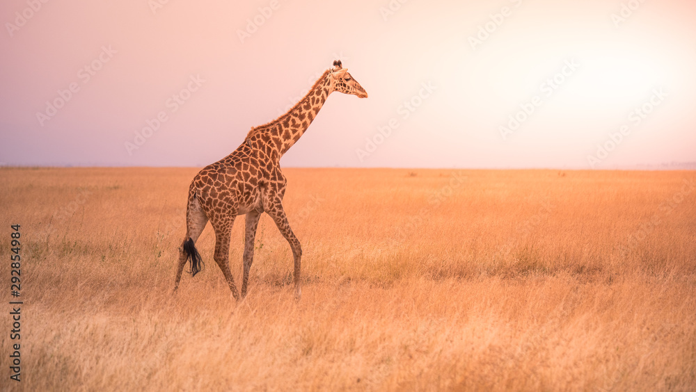 Fototapeta premium Lonely giraffe in the savannah Serengeti National Park at sunset. Wild nature of Tanzania - Africa. Safari Travel Destination.