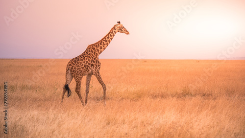 Lonely giraffe in the savannah Serengeti National Park at sunset.  Wild nature of Tanzania - Africa. Safari Travel Destination.