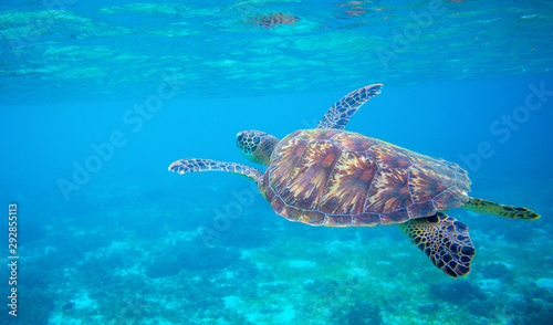 Sea turtle swim in blue water. Green turtle underwater closeup photo. Tropical seashore wildlife. Wild marine tortoise in natural environment © Elya.Q