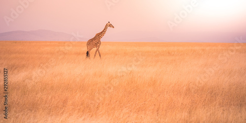 Lonely giraffe in the savannah Serengeti National Park at sunset.  Wild nature of Tanzania - Africa. Safari Travel Destination.
