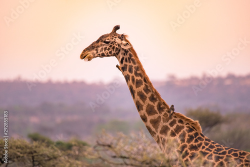 Lonely giraffe in the savannah Serengeti National Park at sunset.  Wild nature of Tanzania - Africa. Safari Travel Destination.