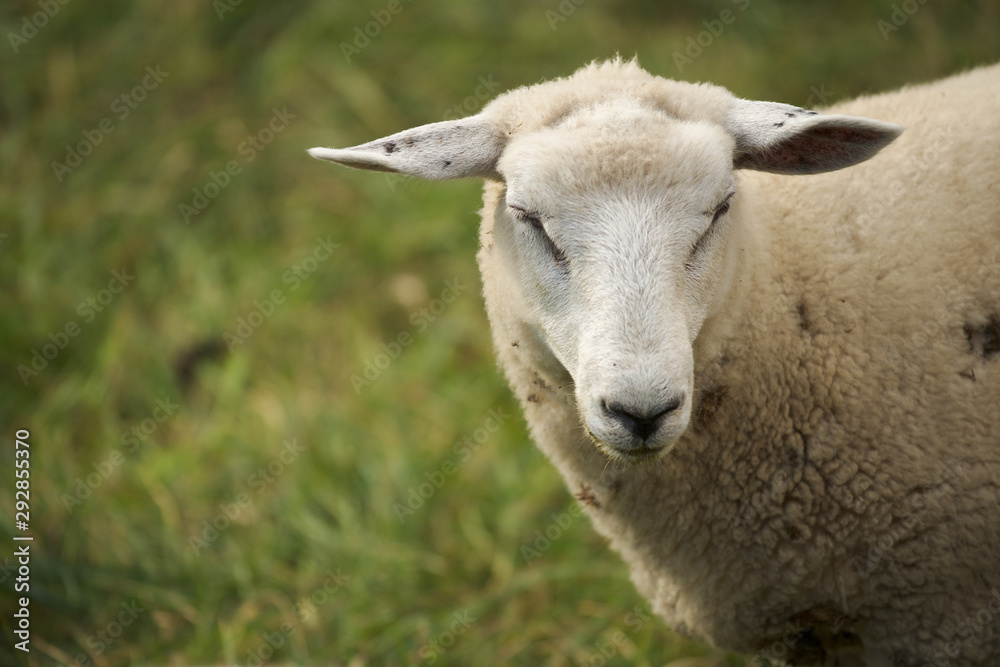 portrait of a sheep