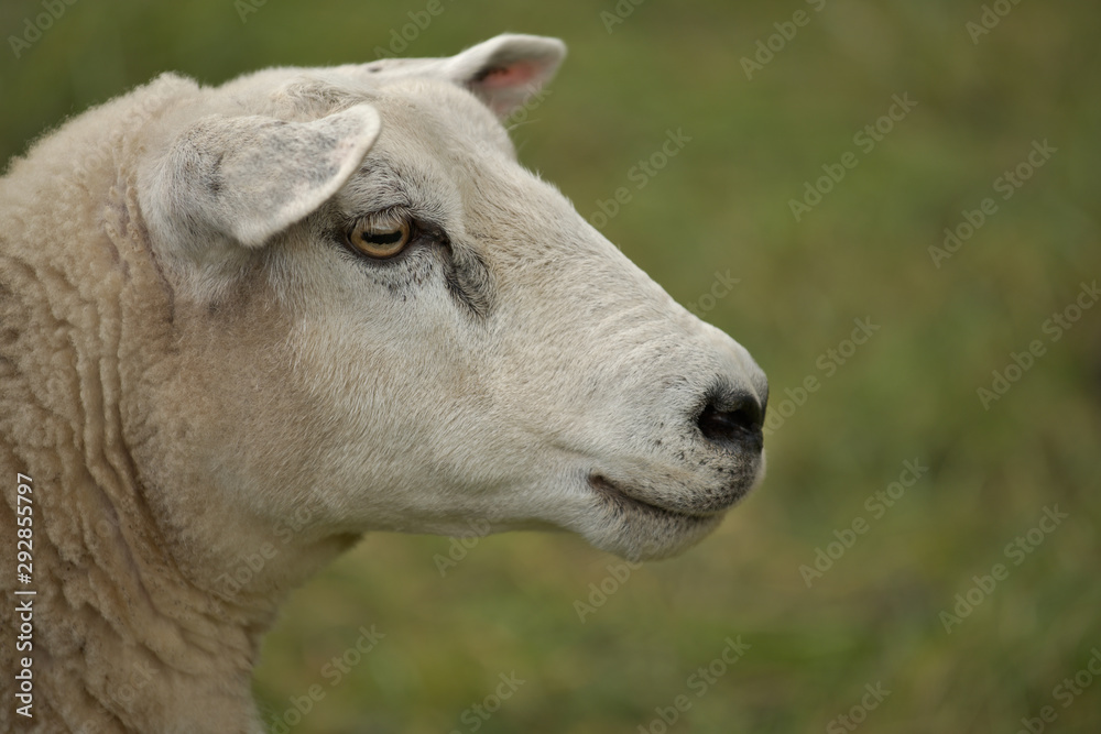 portrait of sheep portrait of sheep
