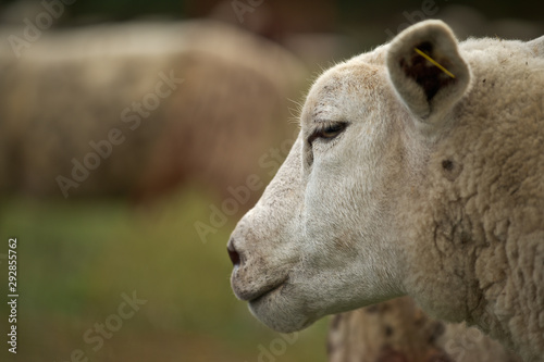 portrait of sheep