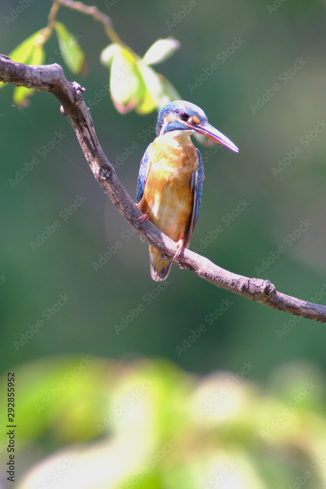wild bird kingfisher wild bird kingfisher