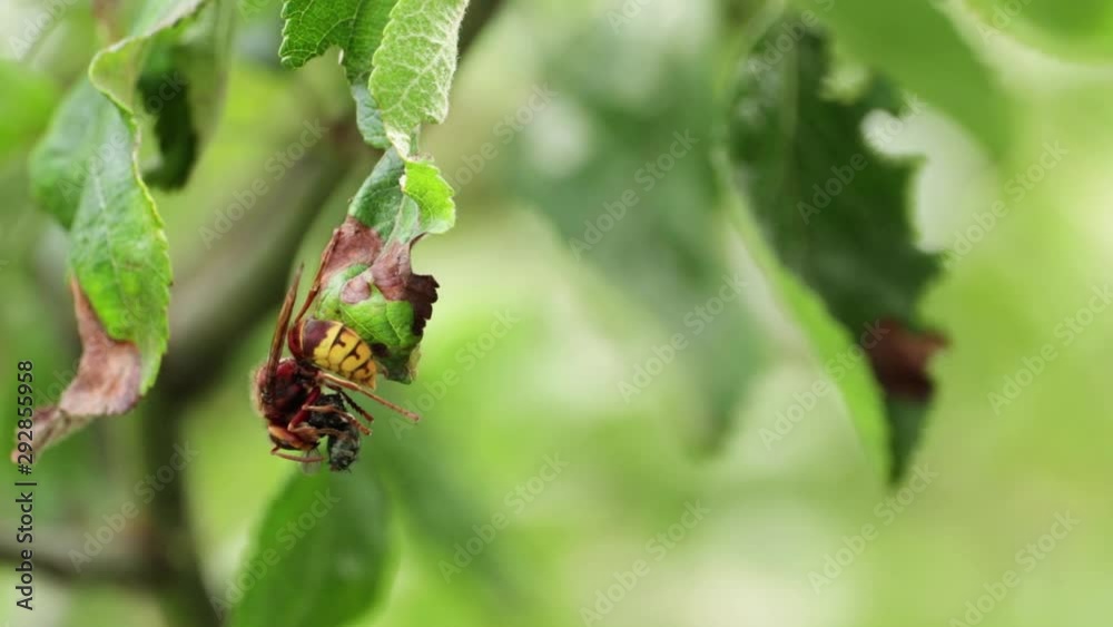Hornet Insect Feeding On Dead Fly On Leaf In Tree With Copy Space Hornet Insect Feeding On Dead Fly On Leaf In Tree With Copy Space