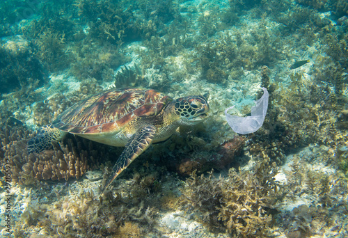 Sea turtle and plastic bag. Ecological problem photo. Marine green turtle near plastic underwater photo. Plastic garbage pollution. © Elya.Q