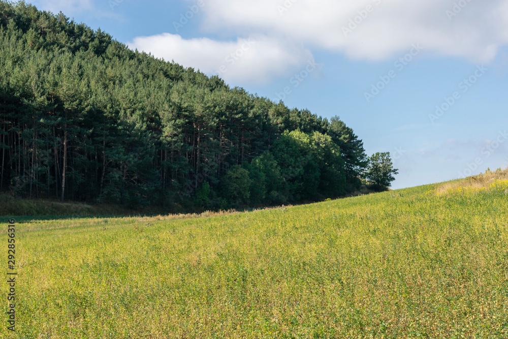 Landscape of a wood and a meadow on the Pyrenees - Catalonia