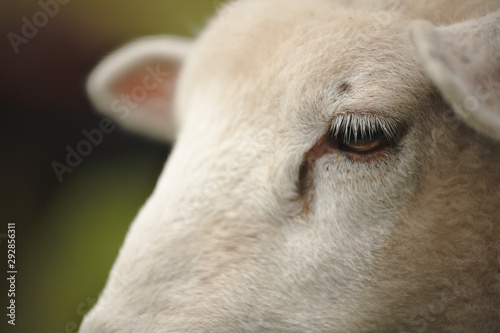 closeup of a of sheeps eye