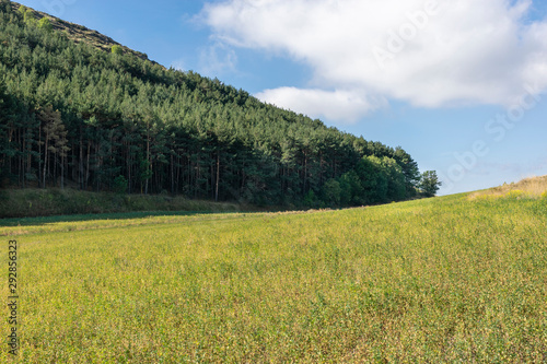 Landscape of a wood and a meadow on the Pyrenees - Catalonia