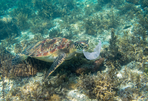 Sea turtle and plastic bag. Ecology problem photo. Marine green turtle eat plastic underwater photo. Plastic garbage pollution.