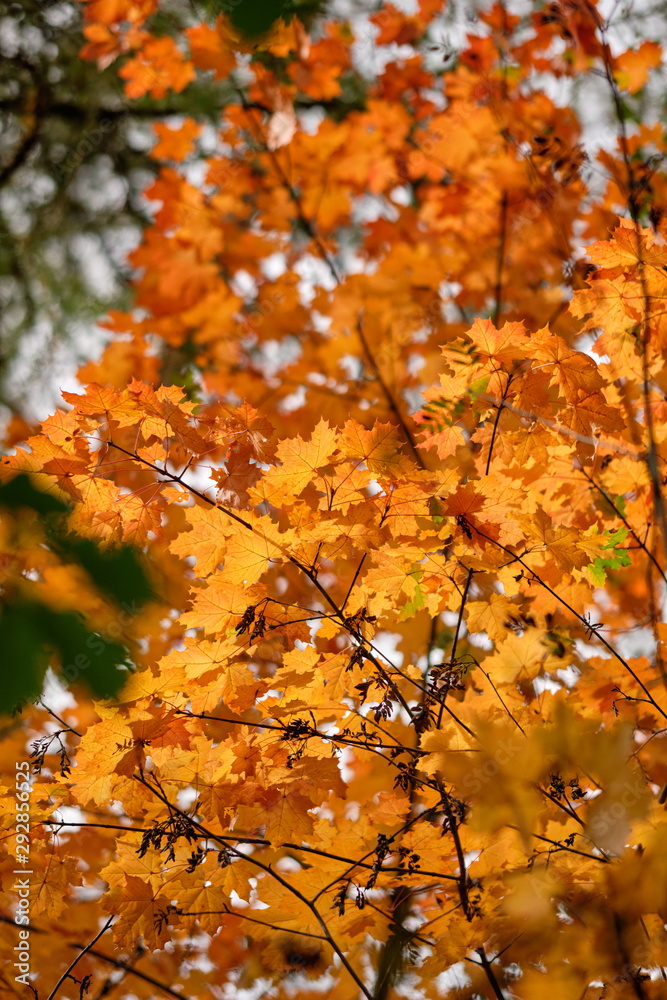 Beautiful illuminated orange maple leaves in autumn against the sky and tree tops in September in Germany