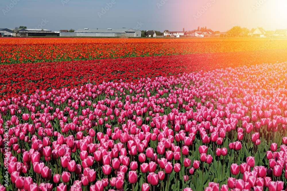 Tulip field with red and purple flowers