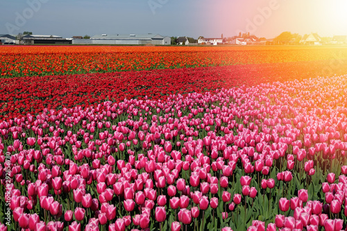 Tulip field with red and purple flowers