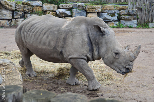 zoo rhinoceros corne parc