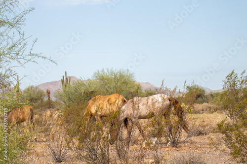 desert