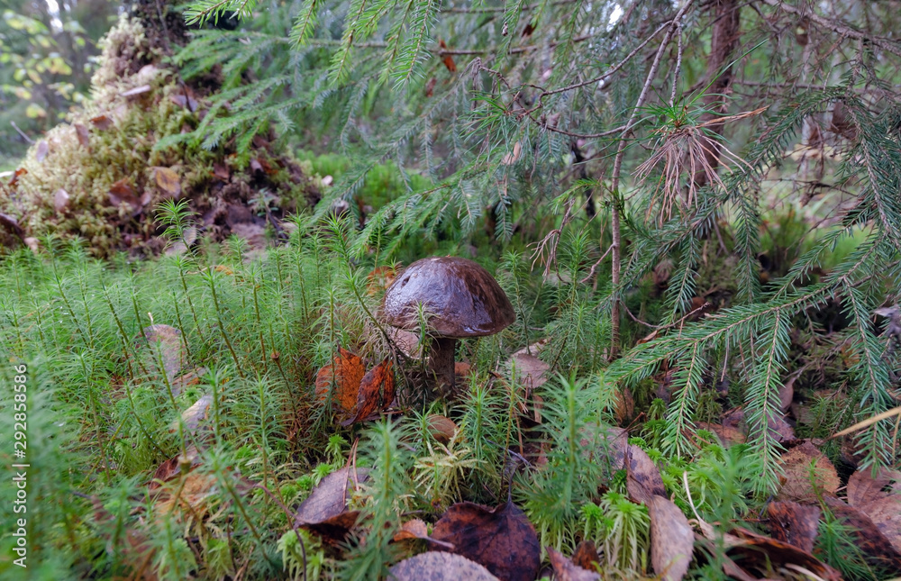 Beautiful mushroom grows in moss in the autumn forest Beautiful mushroom grows in moss in the autumn forest