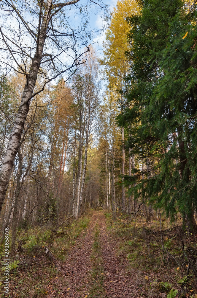 Dirt road in a beautiful autumn forest on a clear sunny day Dirt road in a beautiful autumn forest on a clear sunny day